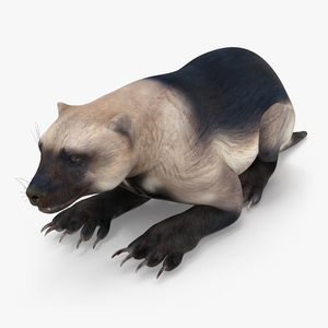 Wolverine Light Color Lying Down Pose 3D
