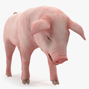 3D Pig Piglet Landrace Standing Pose model