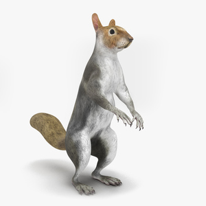 3D model Gray Squirrel in Standing Pose