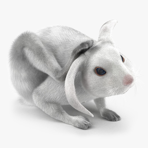 White Rabbit Pose 4 3D model