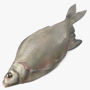 3D Fresh Caught Lying Silver Bream Fish