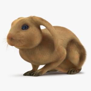 3D Rabbit Pose 2 model