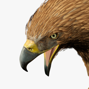 Imperial Eagle Attacking Pose 3D model