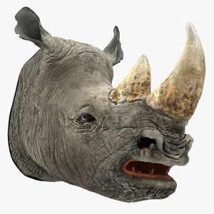 3D model Rhino Head