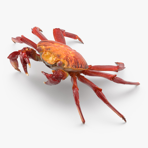 3D model Grapsus Grapsus Crab