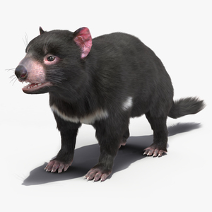 Tasmanian Devil Fur 3D model