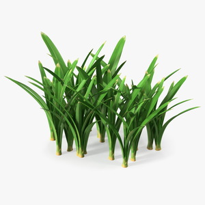 3D Realistic Grass Clump