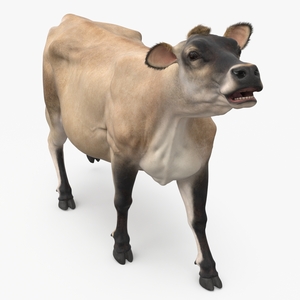 3D model Cream Cow Fur Rigged