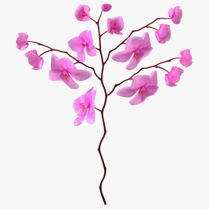 Pink Phalaenopsis Orchid 3D model