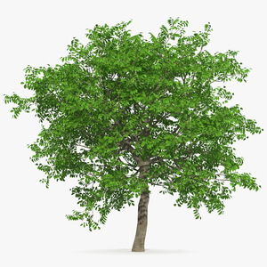 Green Walnut Tree 3D