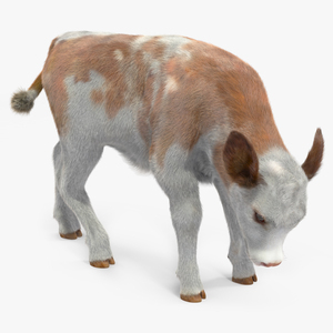 Cow Calf Fur Rigged 3D model