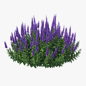 Blooming Meadow Sage Salvia Pratensis 3D