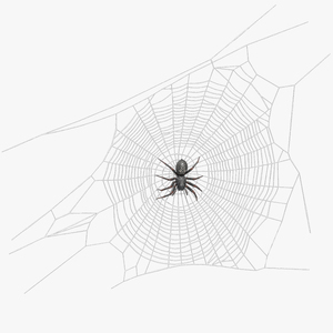 3D Round Web with Spider