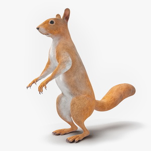 Red Squirrel in Standing Pose 3D model