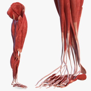 3D model Human Leg Muscular System