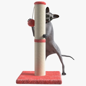 3D model Cat Playing With A Red Scratching Post Rigged