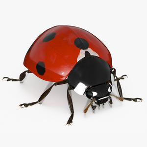 3D Realistic Ladybug Insect with Fur model