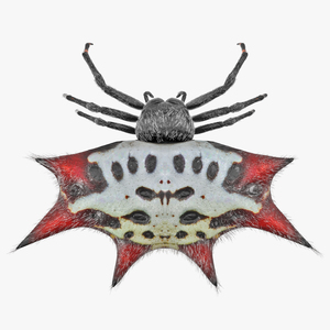 Spiny Orb Weaver Spider with Fur 3D