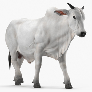 3D Zebu Cattle Male Walking Fur model