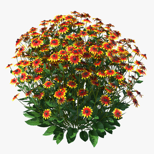 Black Eyed Susan Rudbeckia Hirta Orange 3D model