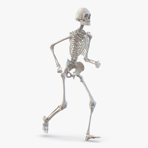 3D Human Male Skeleton Pose 3