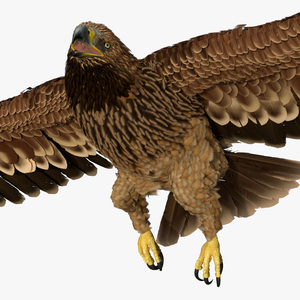 3D Imperial Eagle Flying