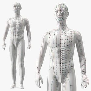 3D Male Acupuncture Mannequin