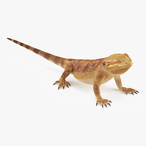 Realistic Bearded Dragon 3D model