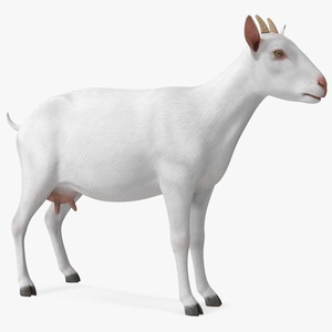 3D Goat Saanen Breed Rigged for Maya model