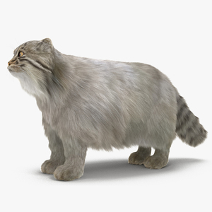 Pallas Cat Fur 3D model