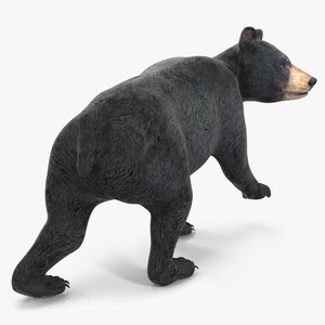 Young Black Bear in Walking 3D