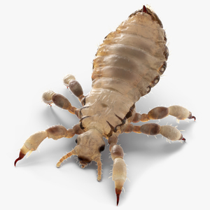 Parasitic Insect Louse White Eating Pose SSS 3D model