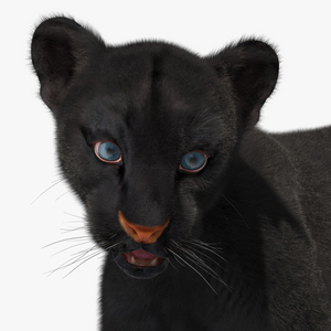 3D Baby Black Panther Cub Fur