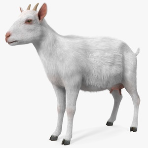 3D Goat Saanen Breed Fur