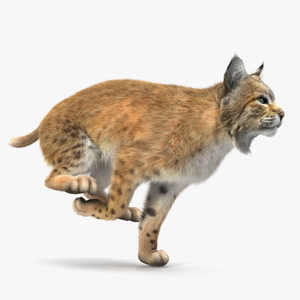 3D Lynx Running Fur