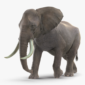 3D Animated Elephant Walking Fur Rigged