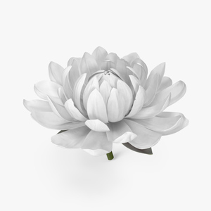 3D model Flower Victoria Amazonica