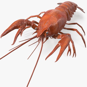 3D model Boiled Crayfish