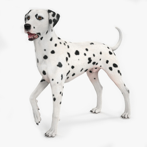 3D Dalmatian Dog Standing Pose Fur