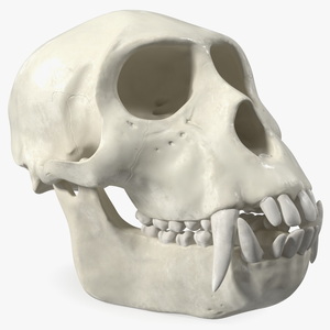 Vervet Monkey Skull 3D model