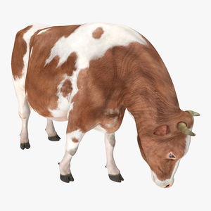 Holstein Cow Eating Pose 3D model