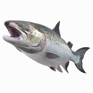 Animated Leaping Atlantic Salmon Fish Rigged 3D model