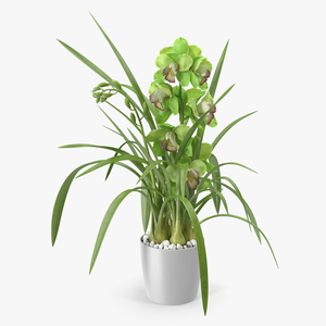 Orchid Pot Flower Green Fur 3D