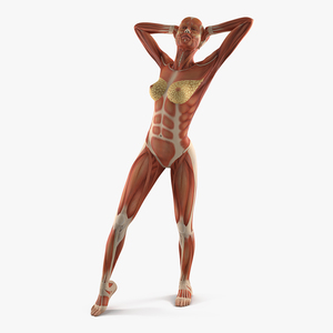 Female Muscular System Anatomy Rigged 3D