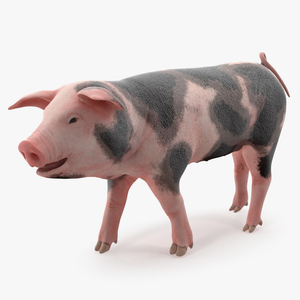 Pig Piglet Pietrain Walking Pose 3D