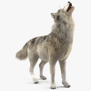 Canis Lupus Fur Rigged 3D