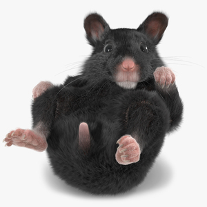 Syrian Hamster Black Rigged 3D