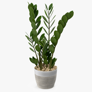 3D Zamioculcas Emerald Palm in Pot