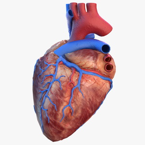 Human Heart Model 3D