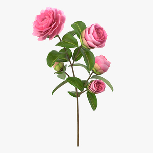 3D Camellia Pink model